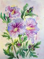 Hibiscus - Watercolor Paintings - By Erika Kohutovic, Floral Painting Artist