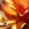 Petal Edges - Canon 40D Photography - By Susan Campbell, Macro Photography Artist