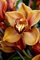 Flowers - Orange Parfait - Canon 40D