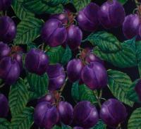 Plums - Gouache Paintings - By John Chambers, Traditional Painting Artist
