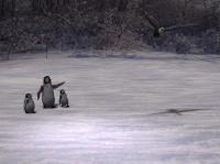 Penguins - Poserdebut Digital - By Goneet Gill, Poser Digital Artist