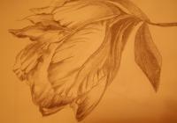 Flower Study - Graphite Drawings - By Vidalia Dar, Realism Drawing Artist