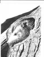 Baby Possum - Marker Drawings - By Bob Bacon, Line Art Drawing Artist