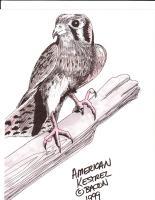 American Kestrel - Marker Drawings - By Bob Bacon, Line Art Drawing Artist