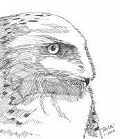 Immaturesnowy Owl - Marker Drawings - By Bob Bacon, Line Art Drawing Artist