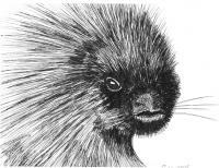 Porcupine - Marker Drawings - By Bob Bacon, Line Art Drawing Artist