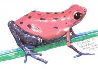 Red And Blue Poison Arrow Frog - Acrylicmarkerwhite-Out Mixed Media - By Bob Bacon, Mixed Media Mixed Media Artist