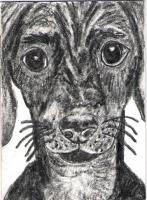 Cute Bugeyed Dog Original Aceo Sketch Card - Graphite Pencil Drawings - By Cindy Kirkpatrick, My Vision Expressive Art Drawing Artist