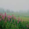 Fireweeds In The Mist - Photo Photography - By Ted Widen, Landscape Photography Photography Artist