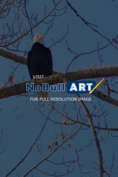 Wildlife - Bald Eagle On Watch - Photo