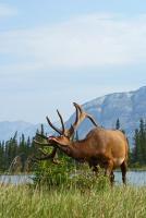 Elk With Itchy Antlers - Photo Photography - By Ted Widen, Wildlife Photography Photography Artist
