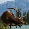 Elk With An Itch - Photo Photography - By Ted Widen, Wildlife Photography Photography Artist