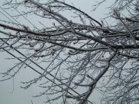 Icy Branches - Digital Photography - By Derek Smith, Scenic Photography Artist