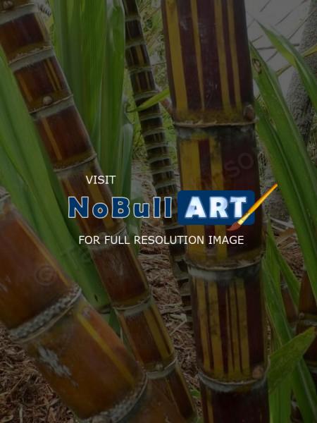 Expressive Landscapes - Bamboo Garden - Digital