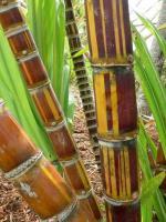Bamboo Garden - Digital Photography - By Tamara Johnson, Digital Photography Photography Artist