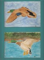 Mallard Ducks - Watercolor Paintings - By Bill Hewes, Nature Painting Artist