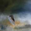 Barn Owl In Flight - Oil Paintings - By Andy Davis, Realism Painting Artist