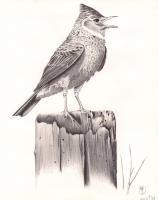 Bird On A Post - Pen Drawings - By Michael Cameron, Free Hand Drawing Artist