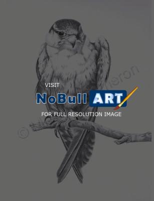 Animals - Bird Of Prey - Pencil