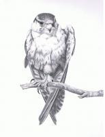 Bird Of Prey - Pencil Drawings - By Michael Cameron, Free Hand Drawing Artist