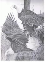 Pride - Pencil Drawings - By Michael Cameron, Free Hand Drawing Artist