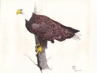 Eagle In Pen - Pen Drawings - By Michael Cameron, Free Hand Drawing Artist