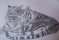 Bengal Tigers - Pencil Drawings - By Shweta Gwalani, Sketching Drawing Artist