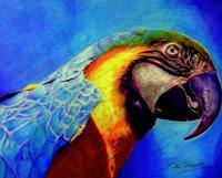 Macaw - Prismacolor Pencils Drawings - By Prashanth B, Realism Drawing Artist