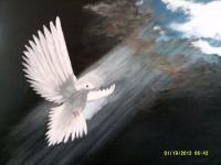 Animal Art - A Doves Love - Acrylic