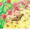 Butterfly 001 - Colored Pencil Drawings - By Michelle B Killman, Pencil Drawing Artist