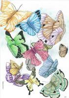 Butterfly 002 - Colored Pencil Drawings - By Michelle B Killman, Pencil Drawing Artist