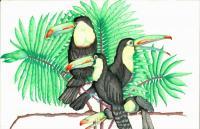 Tucan - Colored Pencil Drawings - By Michelle B Killman, Pencil Drawing Artist