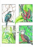 Birds 001 - Colored Pencil Drawings - By Michelle B Killman, Pencil Drawing Artist