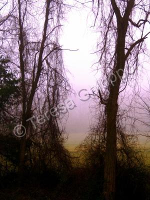 Photography - Morning Fog - Photography