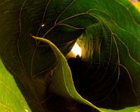 Curled Leaf - Photography Photography - By Teresa Galuppo, Digital Photography Photography Artist