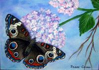 Buckeye Butterfly - Acrylic Paintings - By Fram Cama, Realism Painting Artist