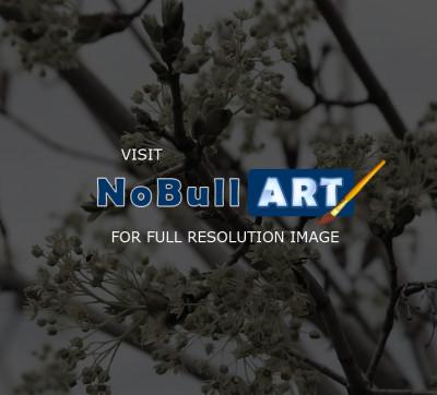 Digital Photos - Spring Is Coming - Digital Photography