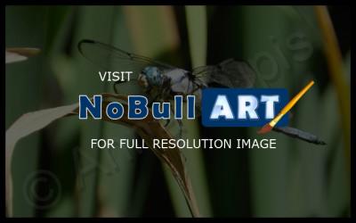 Wildlife - Dragonfly - Digital