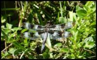 Dragonfly 2 - Digital Photography - By Anna Kupis, Nature Photography Photography Artist