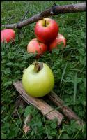 Apples - Digital Photography - By Anna Kupis, Inspirational Photography Artist