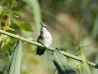 Hummingbird - Digital Photography - By Anna Kupis, Nature Photography Photography Artist