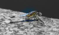 Wildlife - Dragonfly 1 - Digital