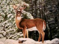 Buck In Snow - Oils On Slate Paintings - By Karen Cortese, Realism Painting Artist