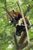 Red Panda - Digital Photography - By Macsfield Images, Wildlife Photography Artist