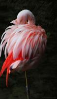 Flamingo - Digital Photography - By Macsfield Images, Wildlife Photography Artist