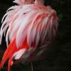 Flamingo - Digital Photography - By Macsfield Images, Wildlife Photography Artist