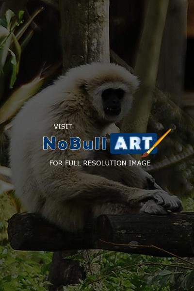 Wildlife - White Gabon Monkey - Digital