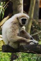 White Gabon Monkey - Digital Photography - By Macsfield Images, Wildlife Photography Artist