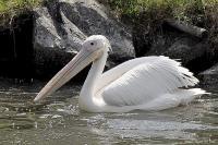 Pelican - Digital Photography - By Macsfield Images, Wildlife Photography Artist