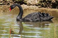 Black Swan - Digital Photography - By Macsfield Images, Wildlife Photography Artist